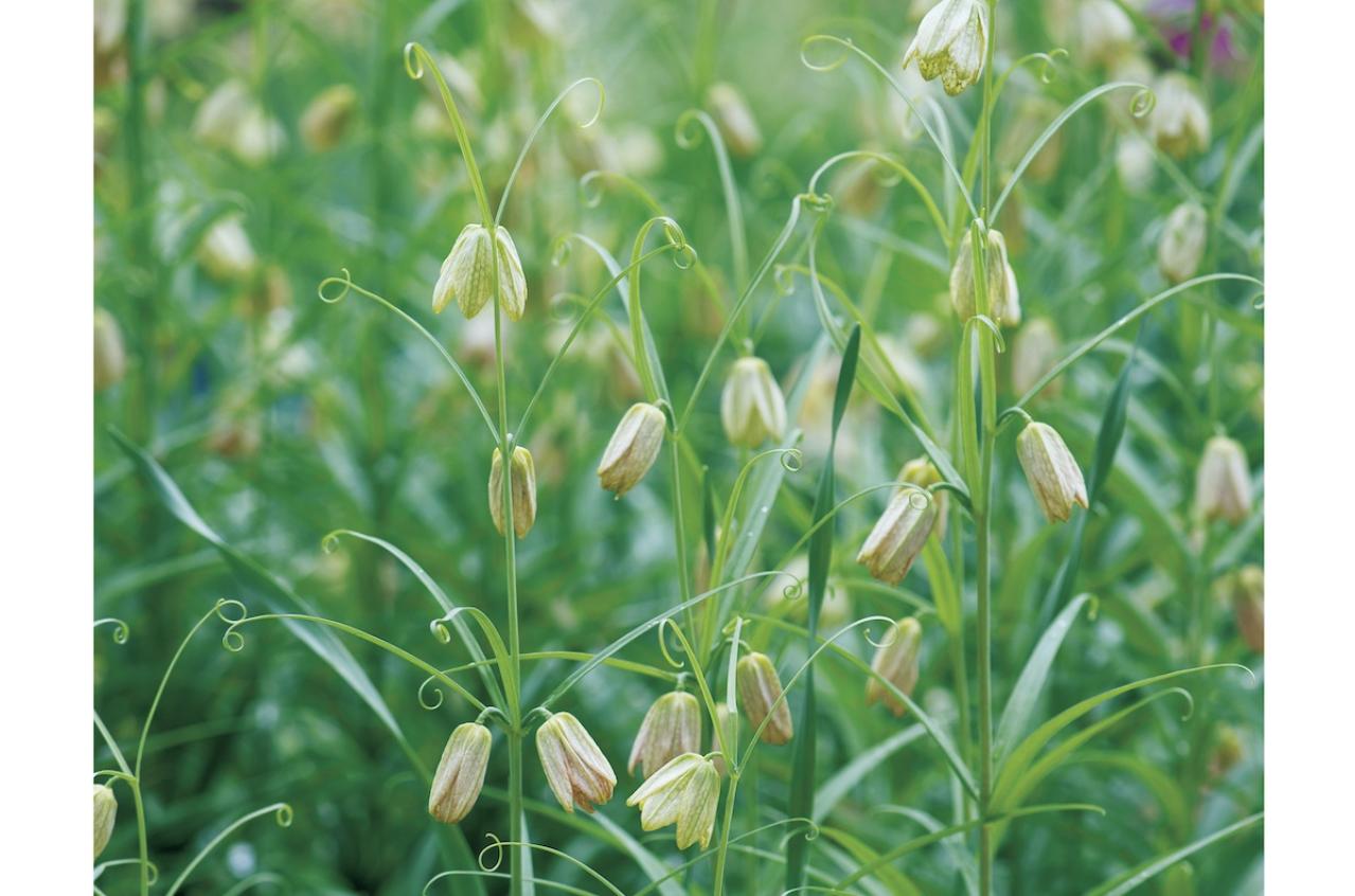 3月8日の花とは？【366日の誕生花と幸せの花言葉】