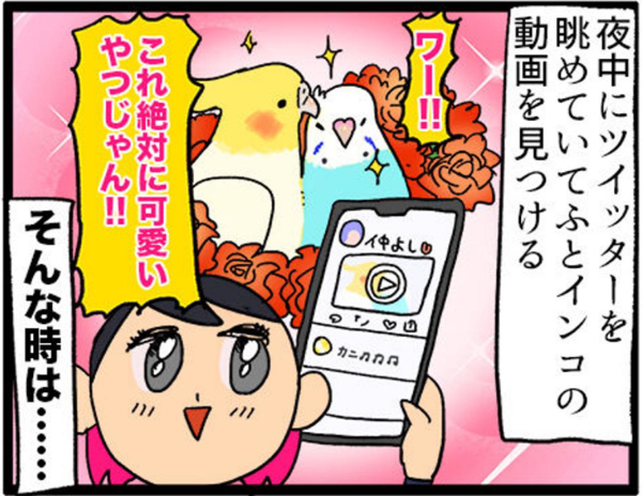 【鳥マンガ＃9】他のインコの動画を見てると、家の鳥にめちゃ怒られる！？（画像5）