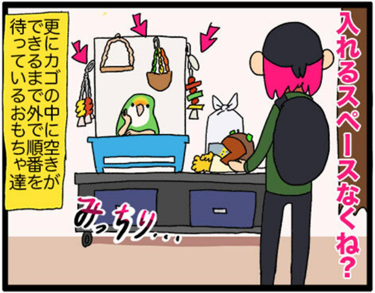 【鳥マンガ＃8】コザクラインコのゴルちゃんは女帝…でも意外とツンデレ（画像5）