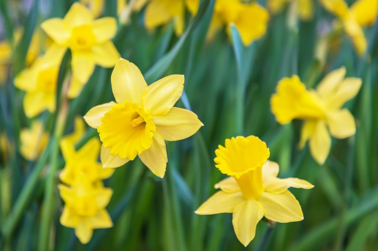 3月7日の花とは？【366日の誕生花と幸せの花言葉】