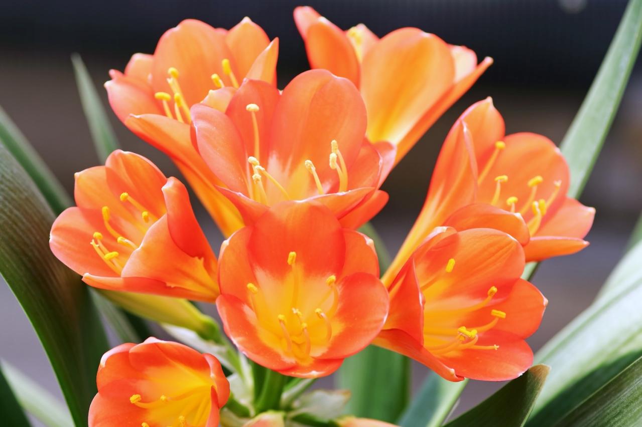 3月12日の花とは？【366日の誕生花と幸せの花言葉】