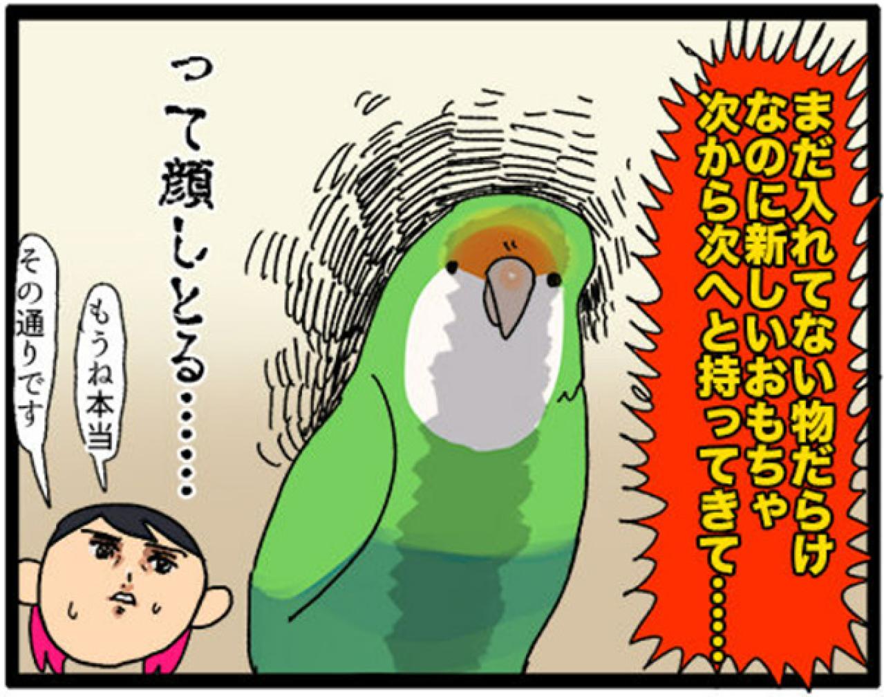 【鳥マンガ＃8】コザクラインコのゴルちゃんは女帝…でも意外とツンデレ（画像6）