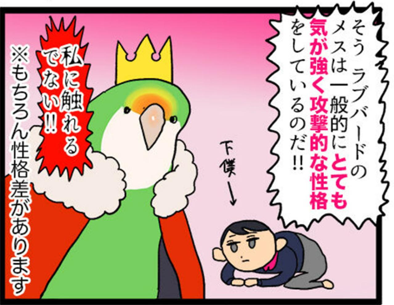 【鳥マンガ＃8】コザクラインコのゴルちゃんは女帝…でも意外とツンデレ（画像9）