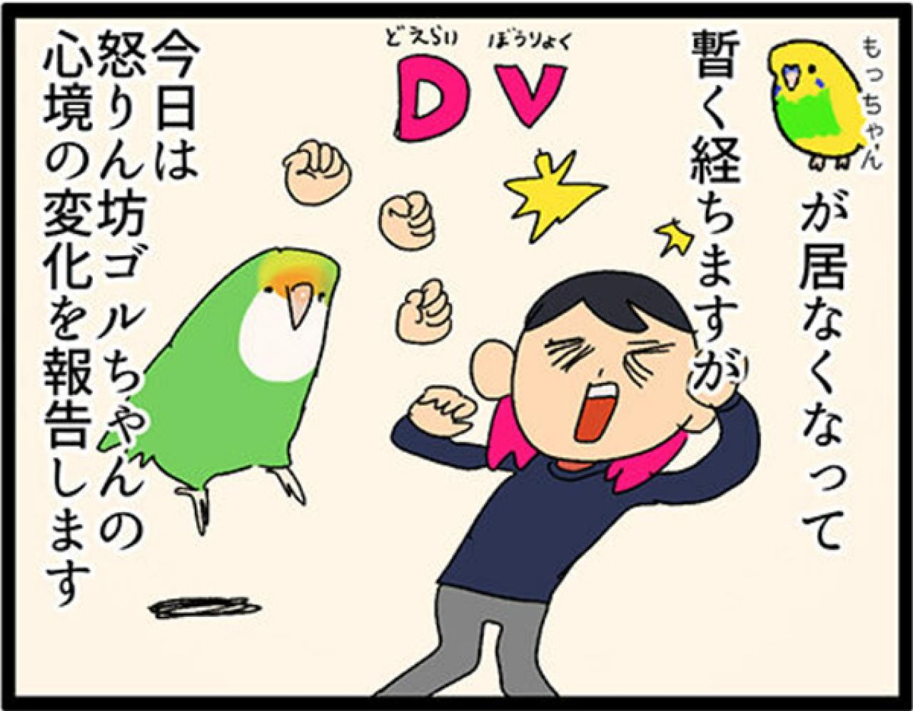 【鳥マンガ＃9】他のインコの動画を見てると、家の鳥にめちゃ怒られる！？（画像7）