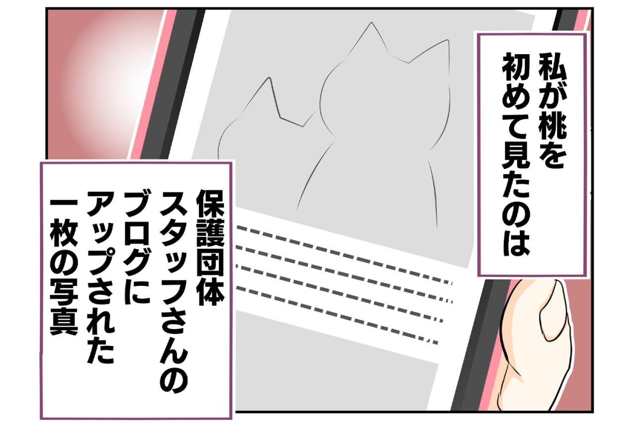 【老猫マンガ】老猫、18歳になる。元保護猫・桃姐［＃11］