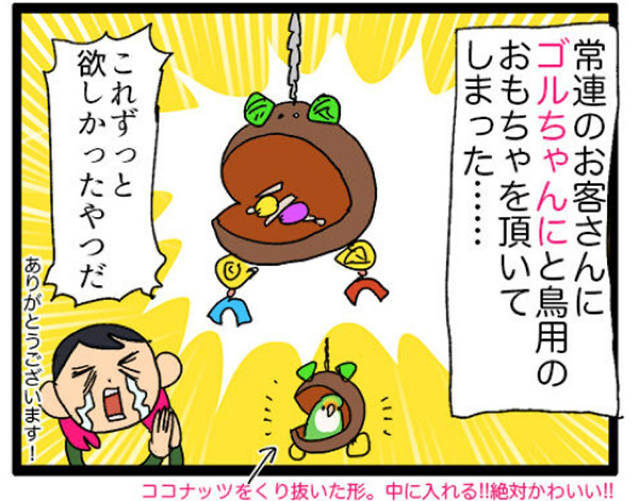 【鳥マンガ＃8】コザクラインコのゴルちゃんは女帝…でも意外とツンデレ（画像3）