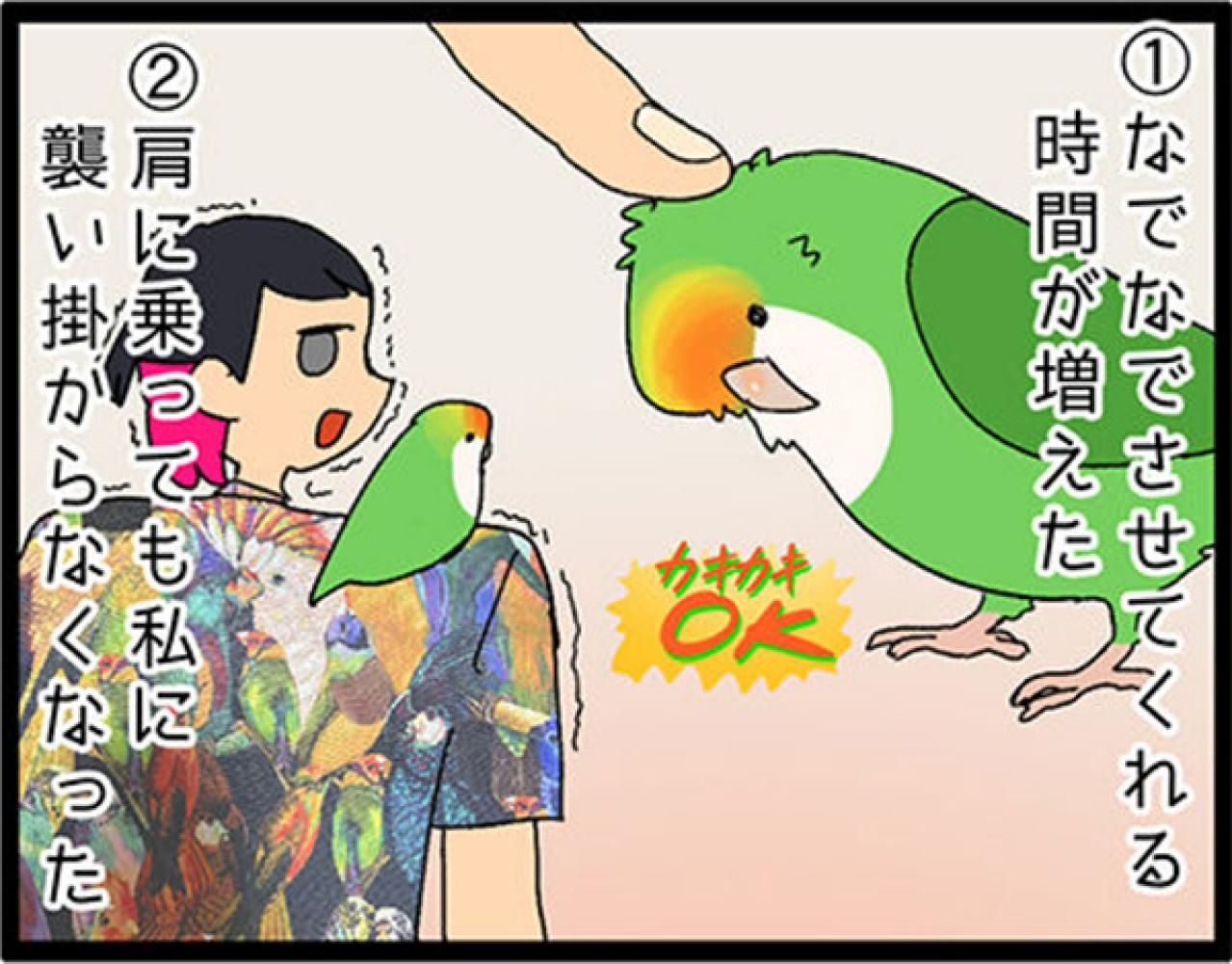 【鳥マンガ＃9】他のインコの動画を見てると、家の鳥にめちゃ怒られる！？（画像8）