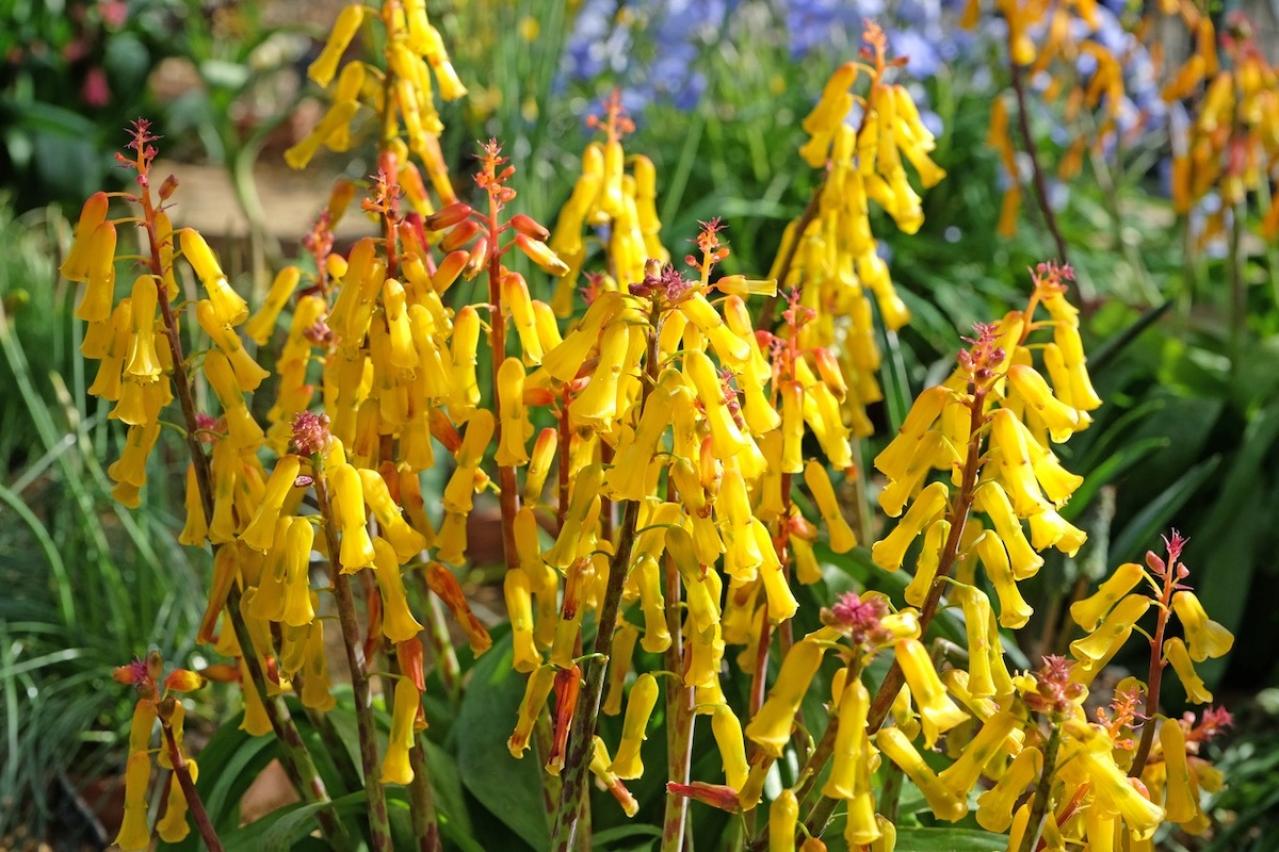 3月11日の花とは？【366日の誕生花と幸せの花言葉】