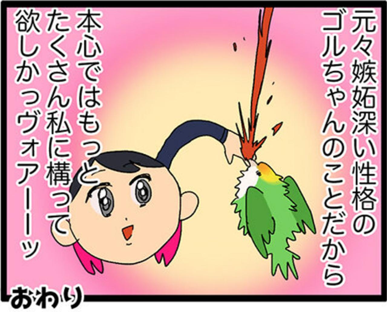 【鳥マンガ＃9】他のインコの動画を見てると、家の鳥にめちゃ怒られる！？（画像10）