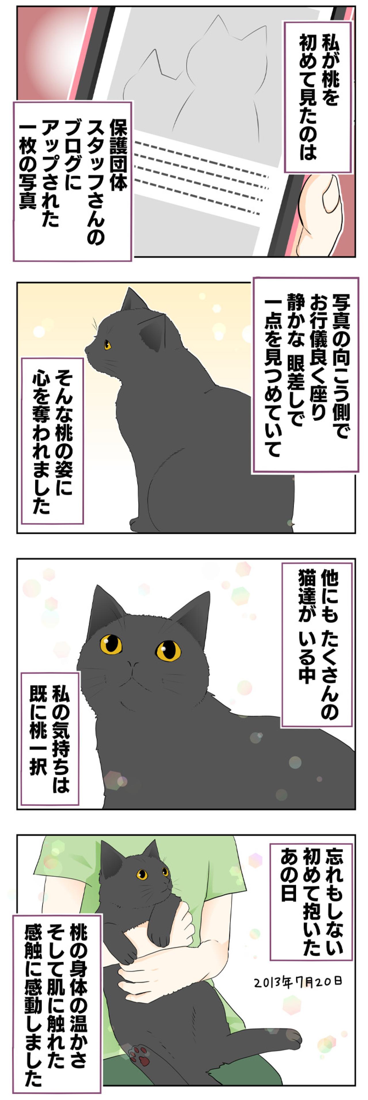 【マンガ・老猫日誌 ＃11】老猫、18歳になる。元保護猫・桃姐（画像2）