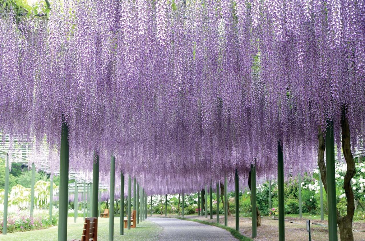 一面に広がるカラフルな花を楽しむ【チューリップの絶景】2選。花旅のプロおすすめ（画像7）