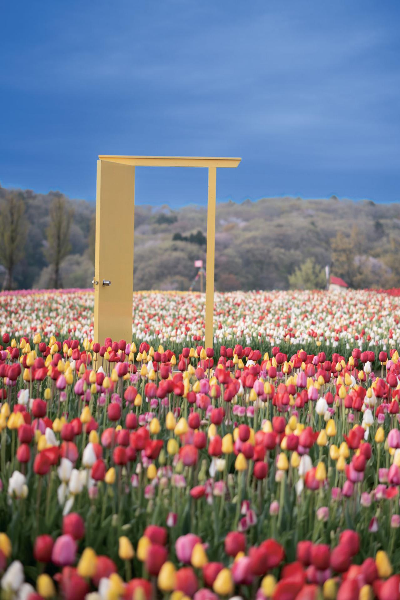 一面に広がるカラフルな花を楽しむ【チューリップの絶景】2選。花旅のプロおすすめ（画像5）