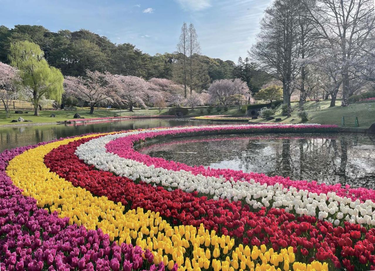 一面に広がるカラフルな花を楽しむ【チューリップの絶景】2選。花旅のプロおすすめ（画像6）