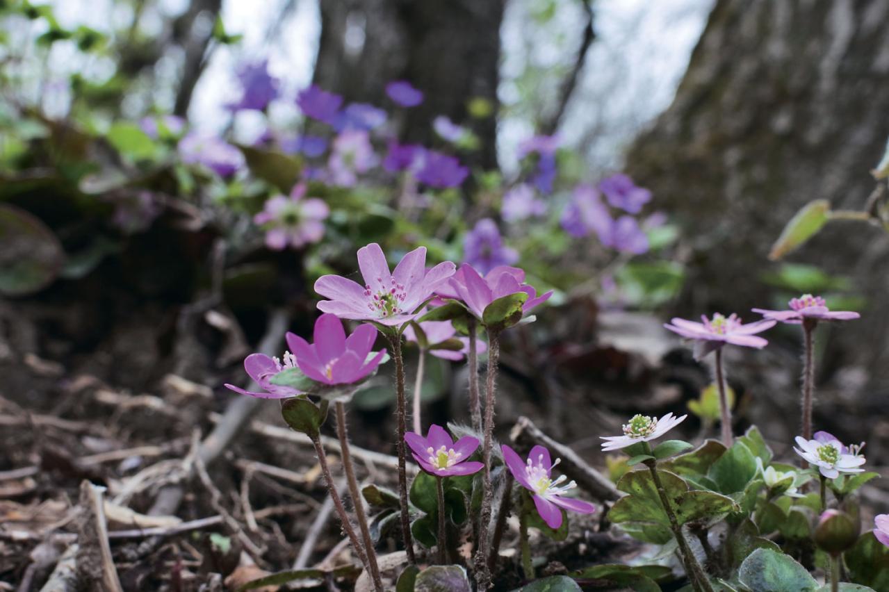 一面に広がるカラフルな花を楽しむ【チューリップの絶景】2選。花旅のプロおすすめ（画像3）