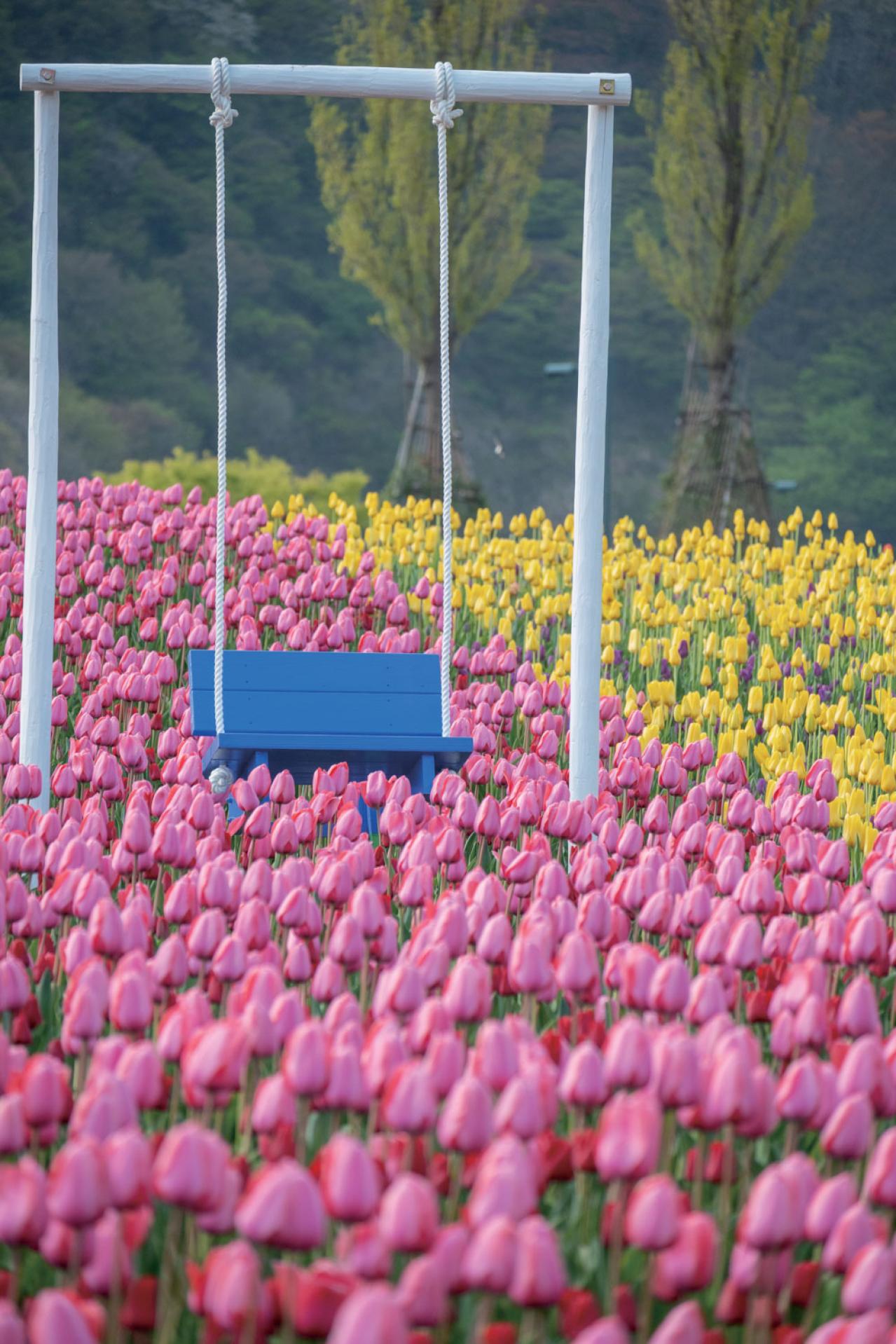 一面に広がるカラフルな花を楽しむ【チューリップの絶景】2選。花旅のプロおすすめ（画像4）