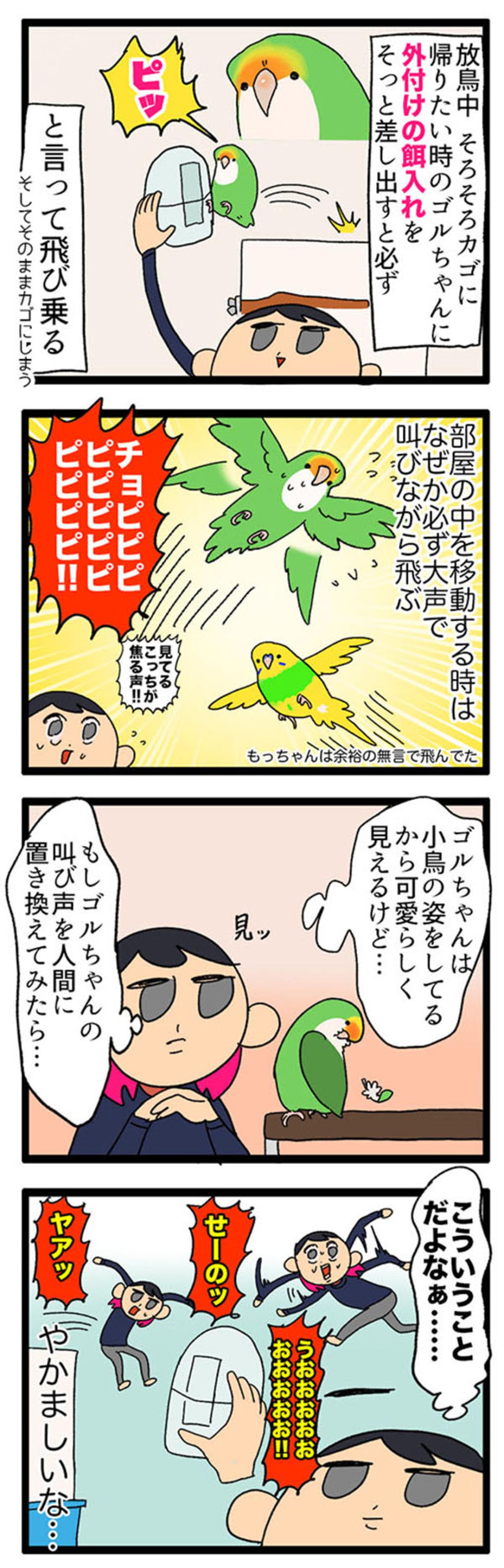 【鳥マンガ＃10】意外と怖がりなゴルちゃんを見た！ビビりなコザクラインコの姿2選（画像3）