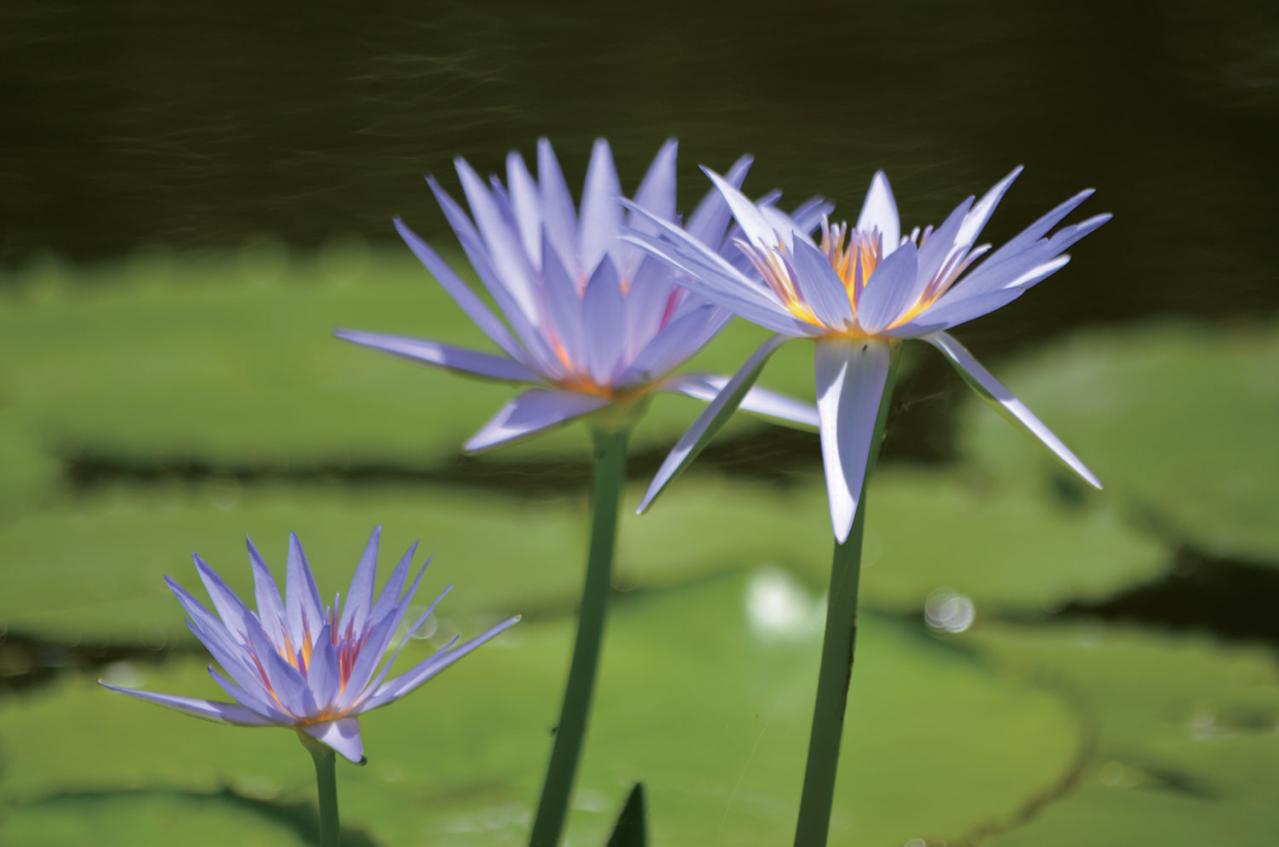 春から長く花を観賞できる【高知のガーデン】2選。花旅のプロおすすめ（画像4）