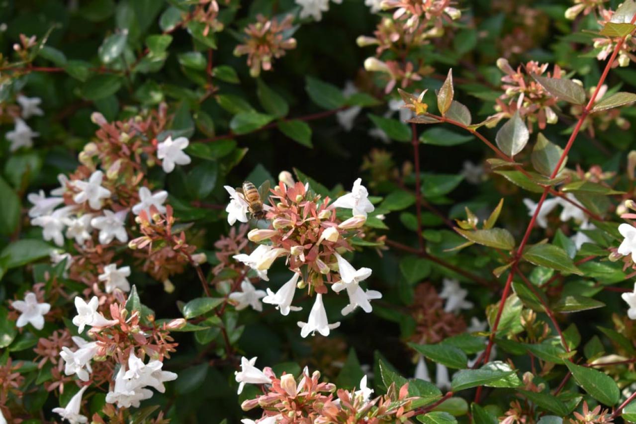 【ガーデニング】散漫な庭が見違える！シュラブ（低木）を核にしてまとまりを（画像4）