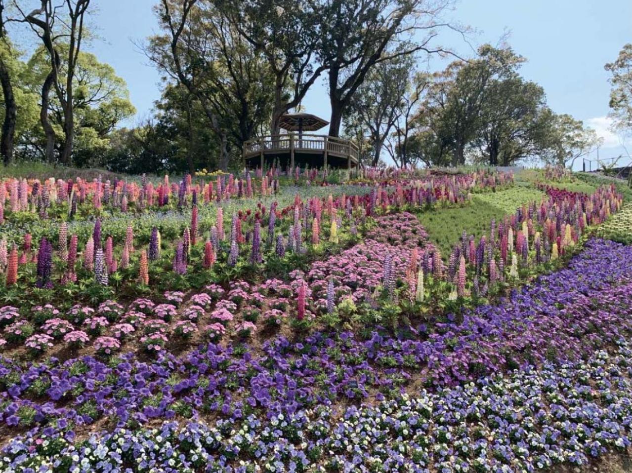 春から長く花を観賞できる【高知のガーデン】2選。花旅のプロおすすめ（画像9）