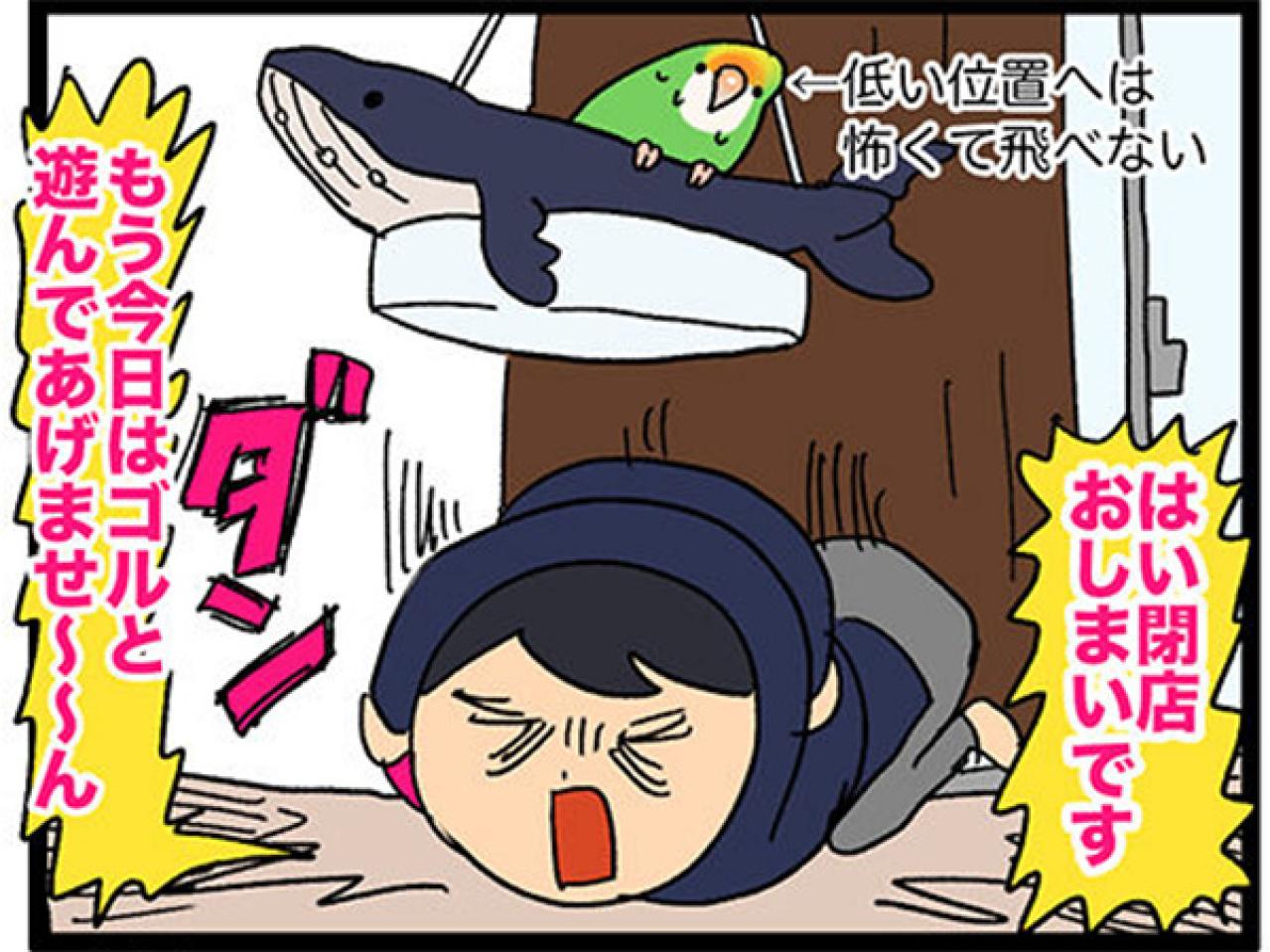 【鳥マンガ＃13】ぶつかったのはどっち？飼い主に反抗される女帝インコ（画像6）