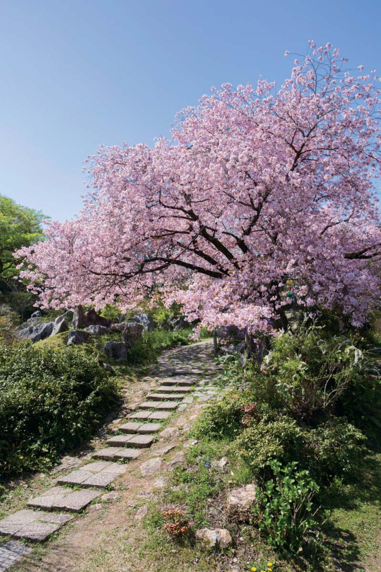 春から長く花を観賞できる【高知のガーデン】2選。花旅のプロおすすめ（画像7）