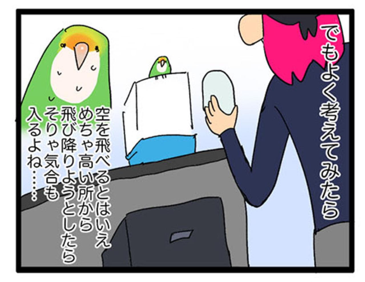 【鳥マンガ＃10】意外と怖がりなゴルちゃんを見た！ビビりなコザクラインコの姿2選（画像4）