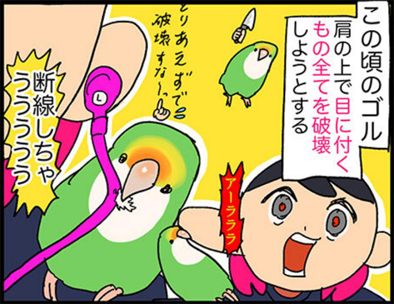 【鳥マンガ＃13】ぶつかったのはどっち？飼い主に反抗される女帝インコ（画像4）