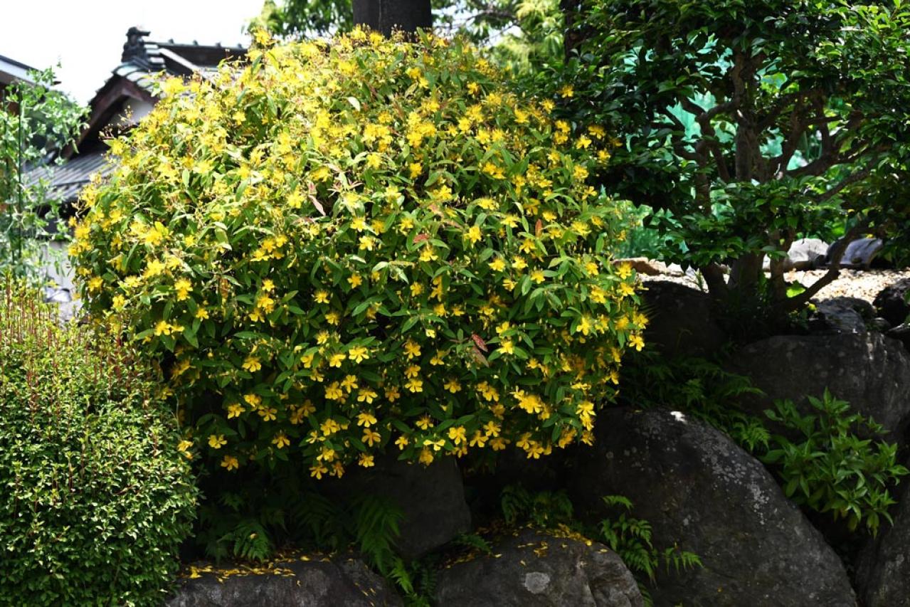 【ガーデニング】散漫な庭が見違える！シュラブ（低木）を核にしてまとまりを（画像11）