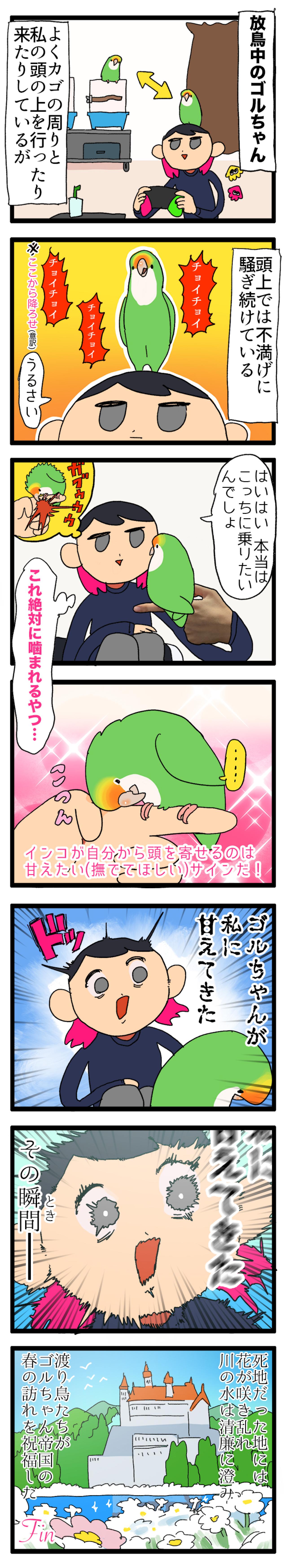 【鳥マンガ＃12】ゴルちゃんが甘えてきた！でも引き際をまちがえると…（画像3）