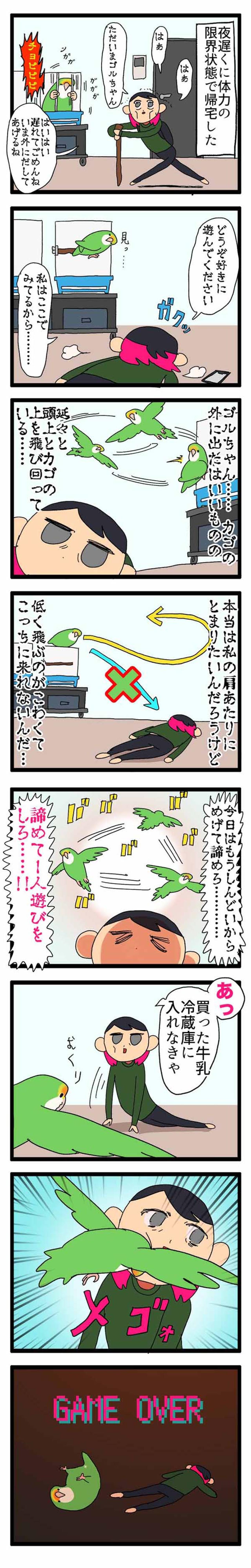 【鳥マンガ＃13】ぶつかったのはどっち？飼い主に反抗される女帝インコ（画像3）