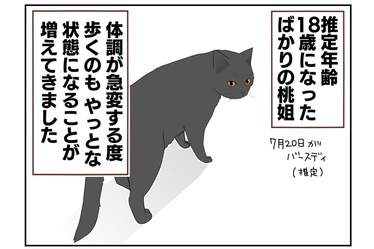 【老猫マンガ】老猫のトイレ事情…18歳の元保護猫・桃姐［＃13］