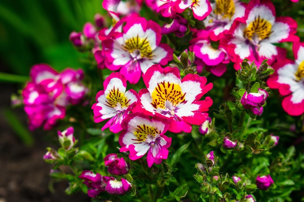 3月14日の花とは？【366日の誕生花と幸せの花言葉】