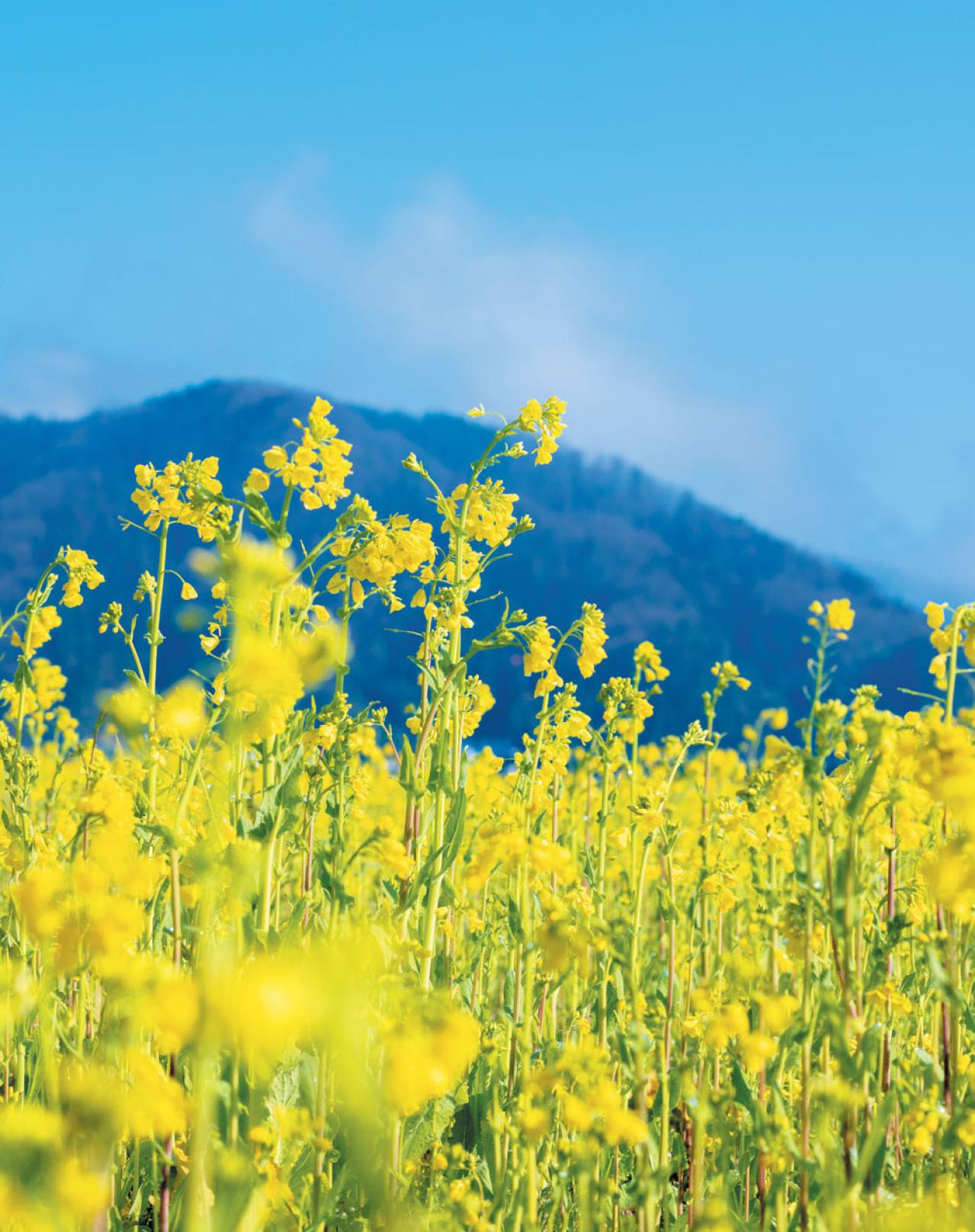 「退職後、夫婦で家で過ごす時間が苦痛。夫の身勝手な振る舞いにいら立ちます…」家族関係のストレスを減らすには？ 人気心理カウンセラー・根本裕幸さんが回答（画像4）