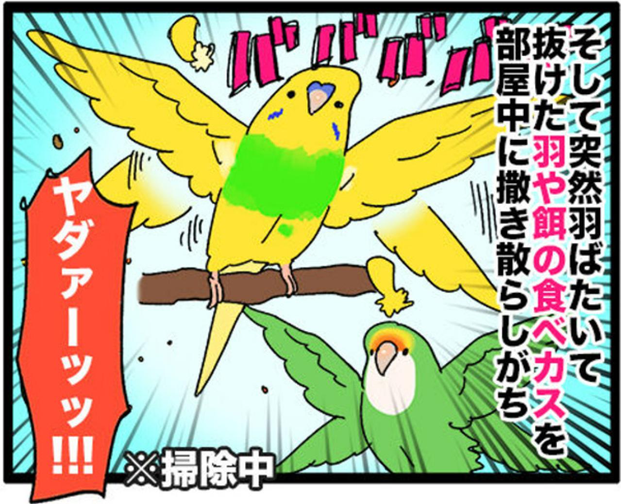 【鳥マンガ＃16】女帝インコが甘えてきた！？ かわいいけど厄介な鳥の抜けた羽問題（画像11）