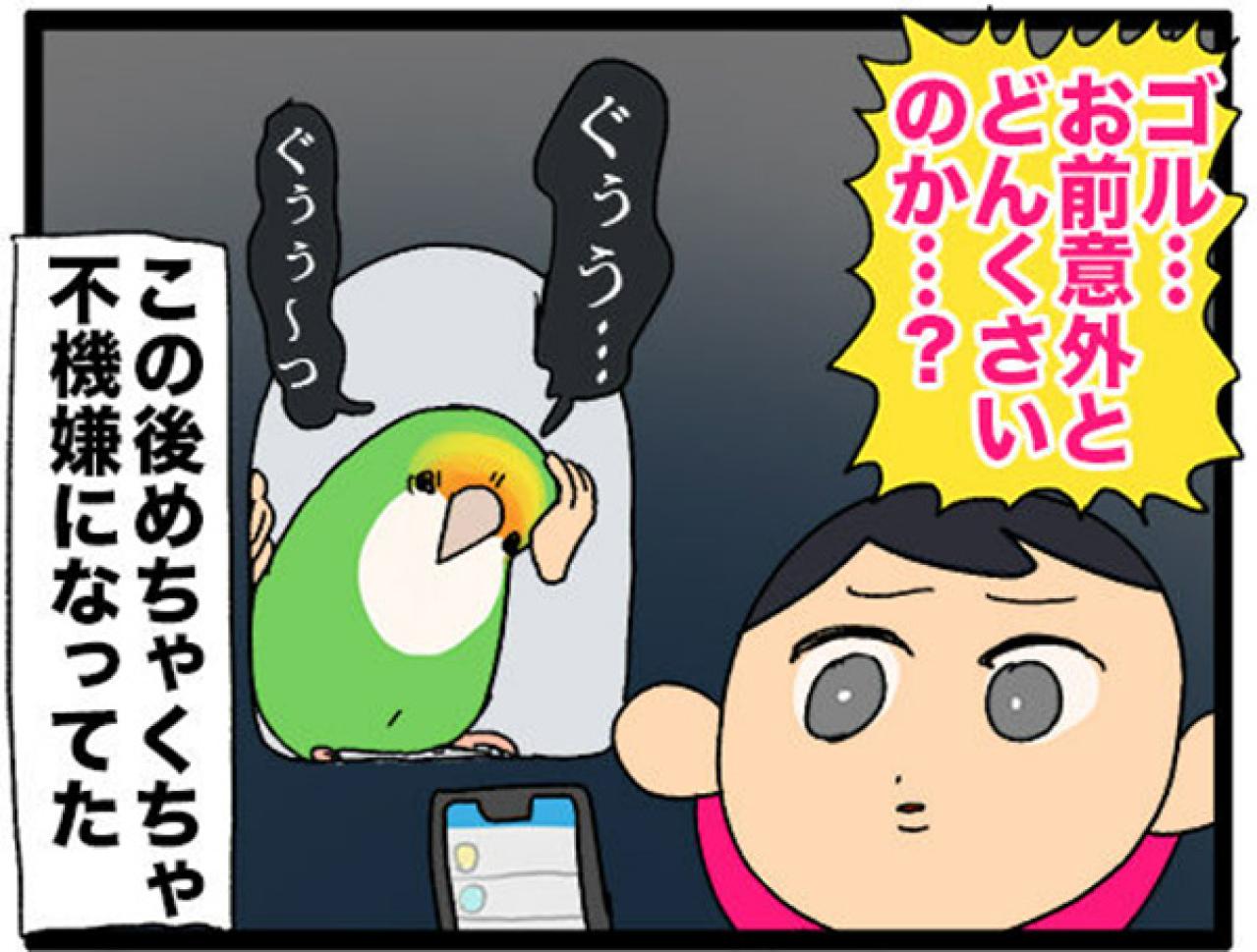 【鳥マンガ＃15】新しいインコをお迎えしたい飼い主／意外にどんくさい鳥、ゴル（画像15）