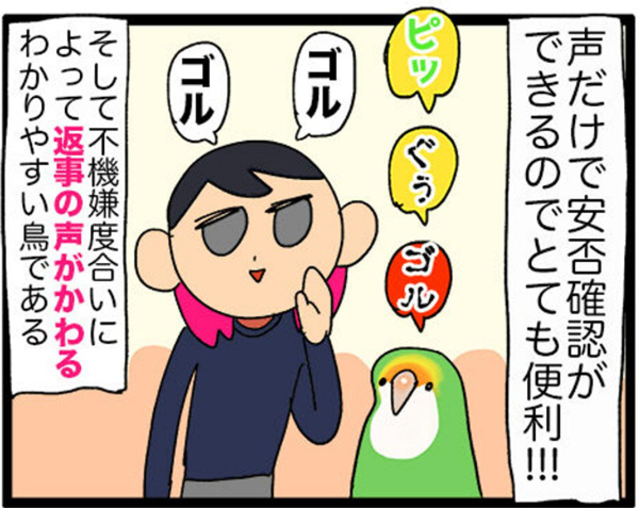 【鳥マンガ＃14】床に対して平行になるインコ／お返事ができる賢いゴルちゃん！（画像15）