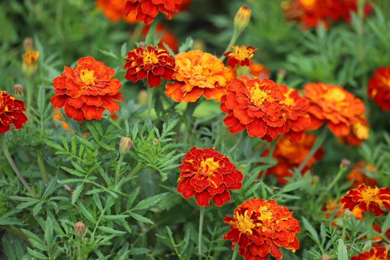 ［ガーデニング］春を彩る！花がいっぱい咲く一年草【8選】手軽に楽しもう（画像8）