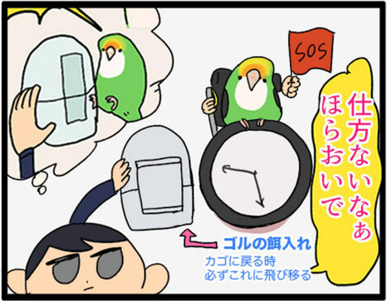 【鳥マンガ＃15】新しいインコをお迎えしたい飼い主／意外にどんくさい鳥、ゴル（画像12）