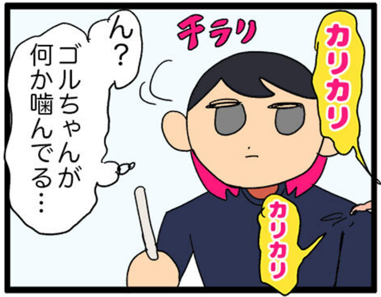 【鳥マンガ＃14】床に対して平行になるインコ／お返事ができる賢いゴルちゃん！（画像6）