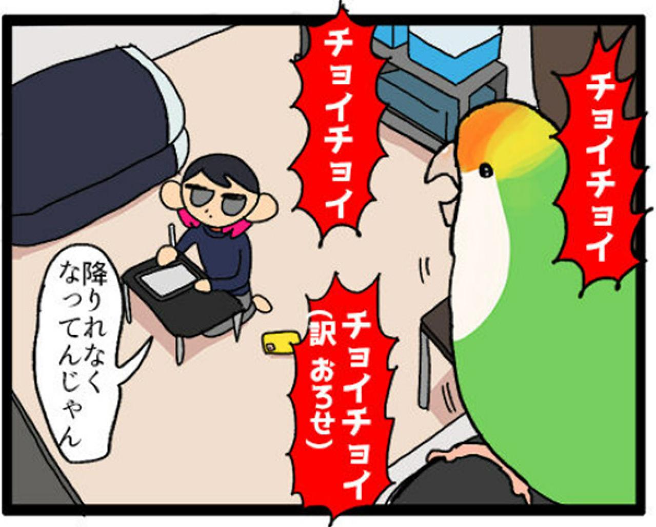 【鳥マンガ＃15】新しいインコをお迎えしたい飼い主／意外にどんくさい鳥、ゴル（画像11）