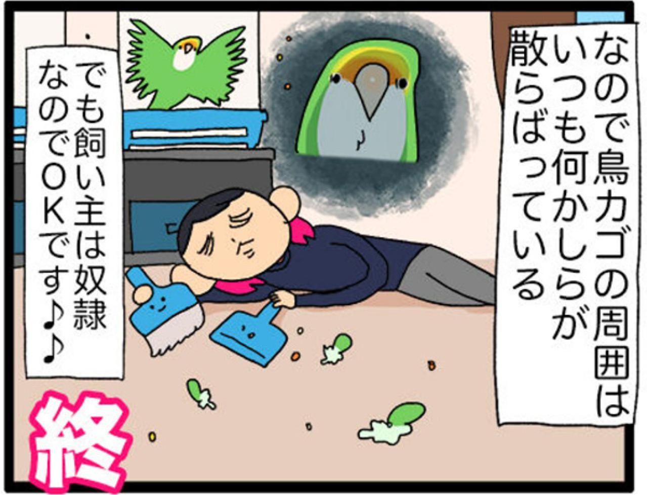 【鳥マンガ＃16】女帝インコが甘えてきた！？ かわいいけど厄介な鳥の抜けた羽問題（画像12）