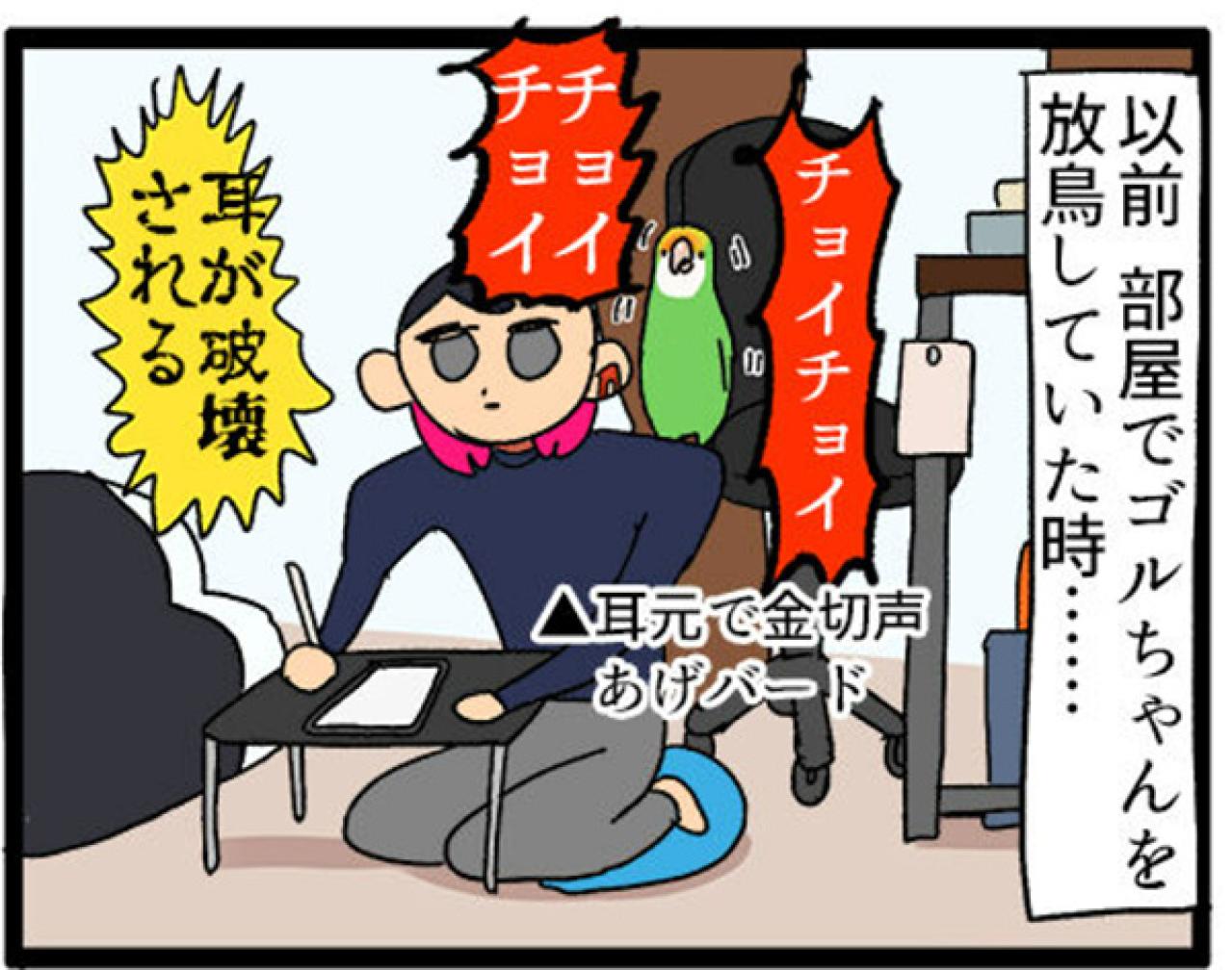 【鳥マンガ＃14】床に対して平行になるインコ／お返事ができる賢いゴルちゃん！（画像4）
