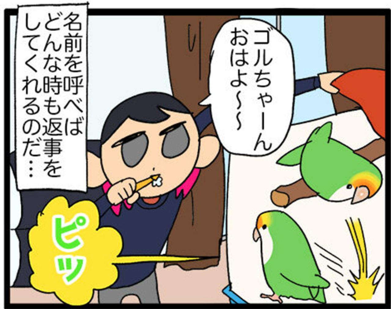 【鳥マンガ＃14】床に対して平行になるインコ／お返事ができる賢いゴルちゃん！（画像11）