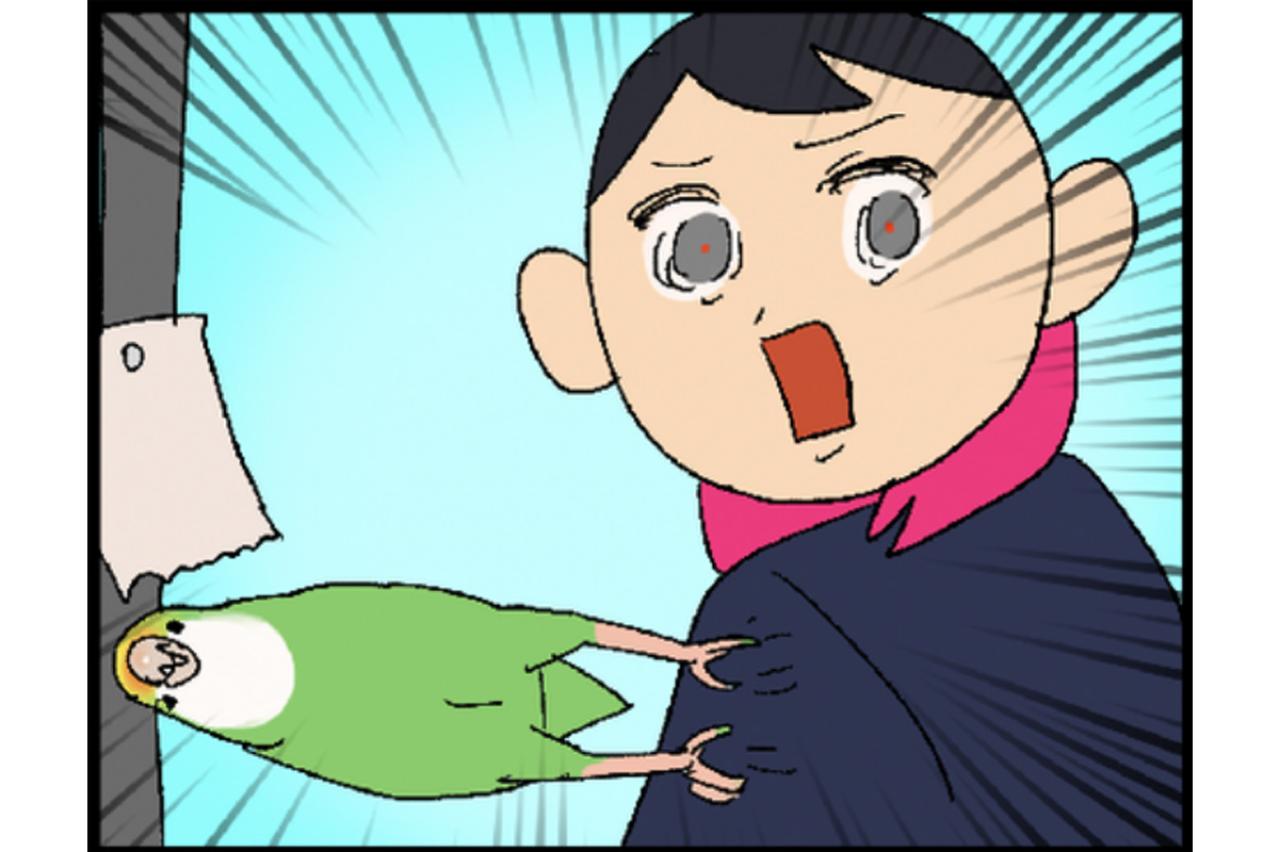 【鳥マンガ＃14】床に対して平行になるインコ／お返事ができる賢いゴルちゃん！