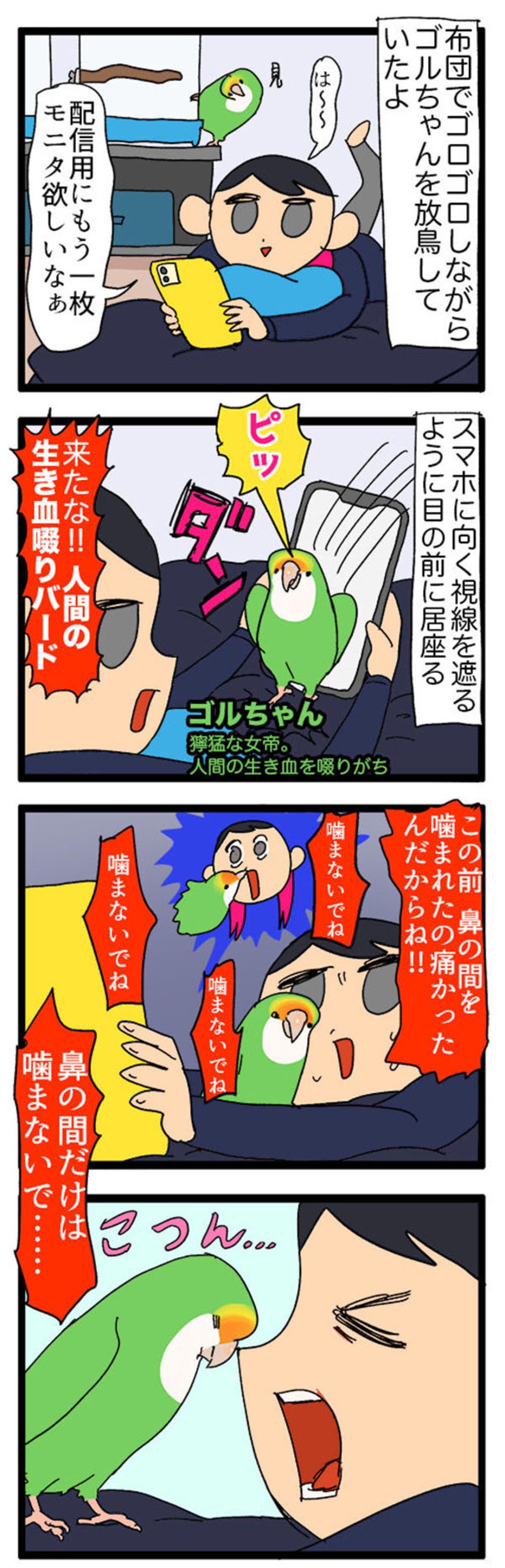 【鳥マンガ＃16】女帝インコが甘えてきた！？ かわいいけど厄介な鳥の抜けた羽問題（画像3）