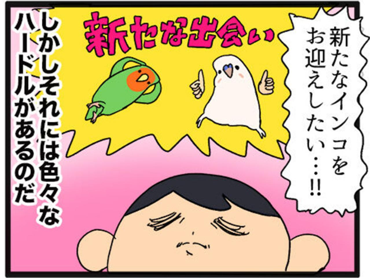 【鳥マンガ＃15】新しいインコをお迎えしたい飼い主／意外にどんくさい鳥、ゴル（画像4）