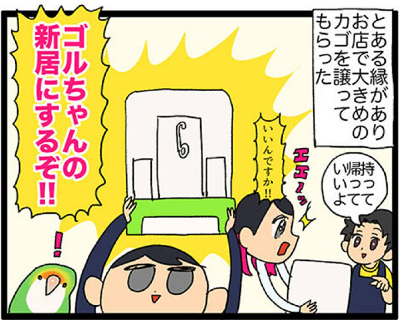 【鳥マンガ＃17】インコが新居に不満な理由／放鳥がもたらした悲劇とは？（画像3）