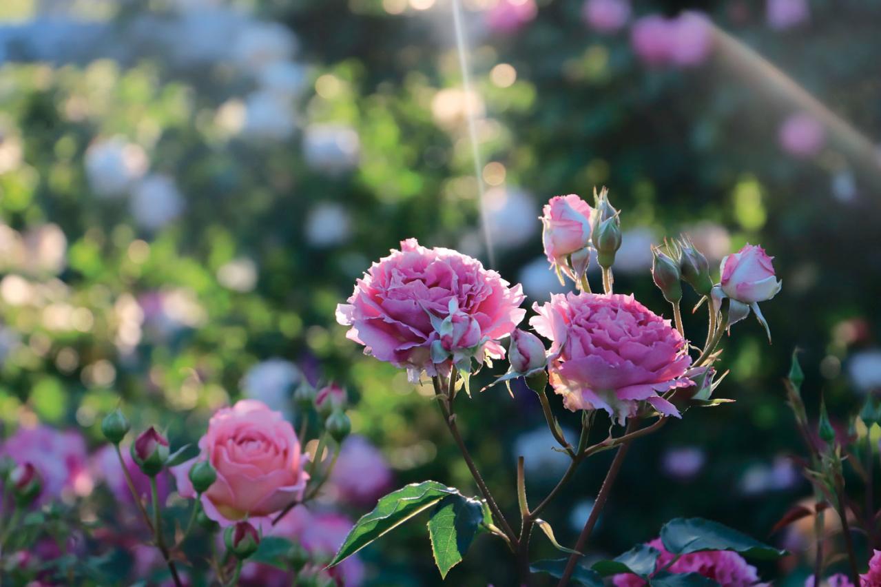 春の花旅【ローズガーデン】3選。咲き誇るバラを満喫できるプラン（画像11）