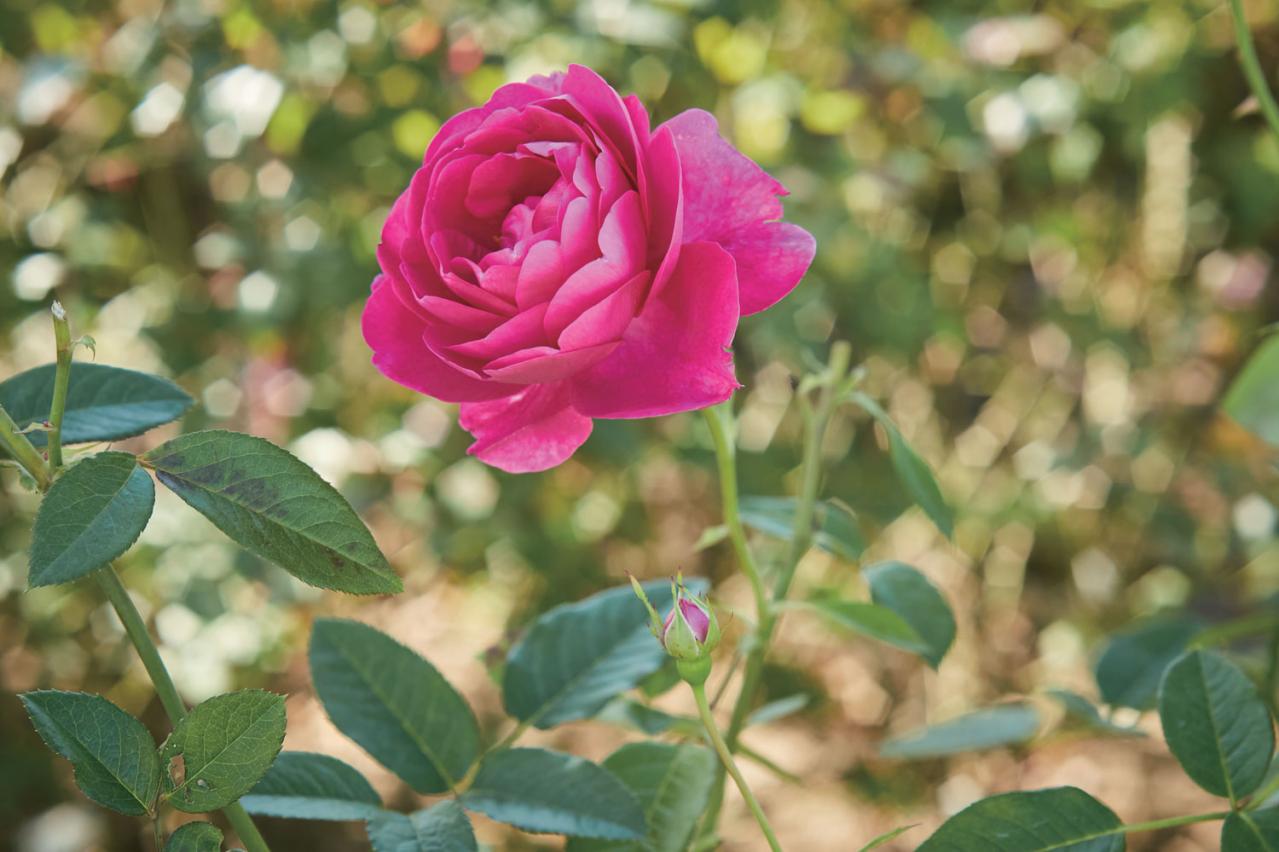 春の花旅【ローズガーデン】3選。咲き誇るバラを満喫できるプラン（画像4）