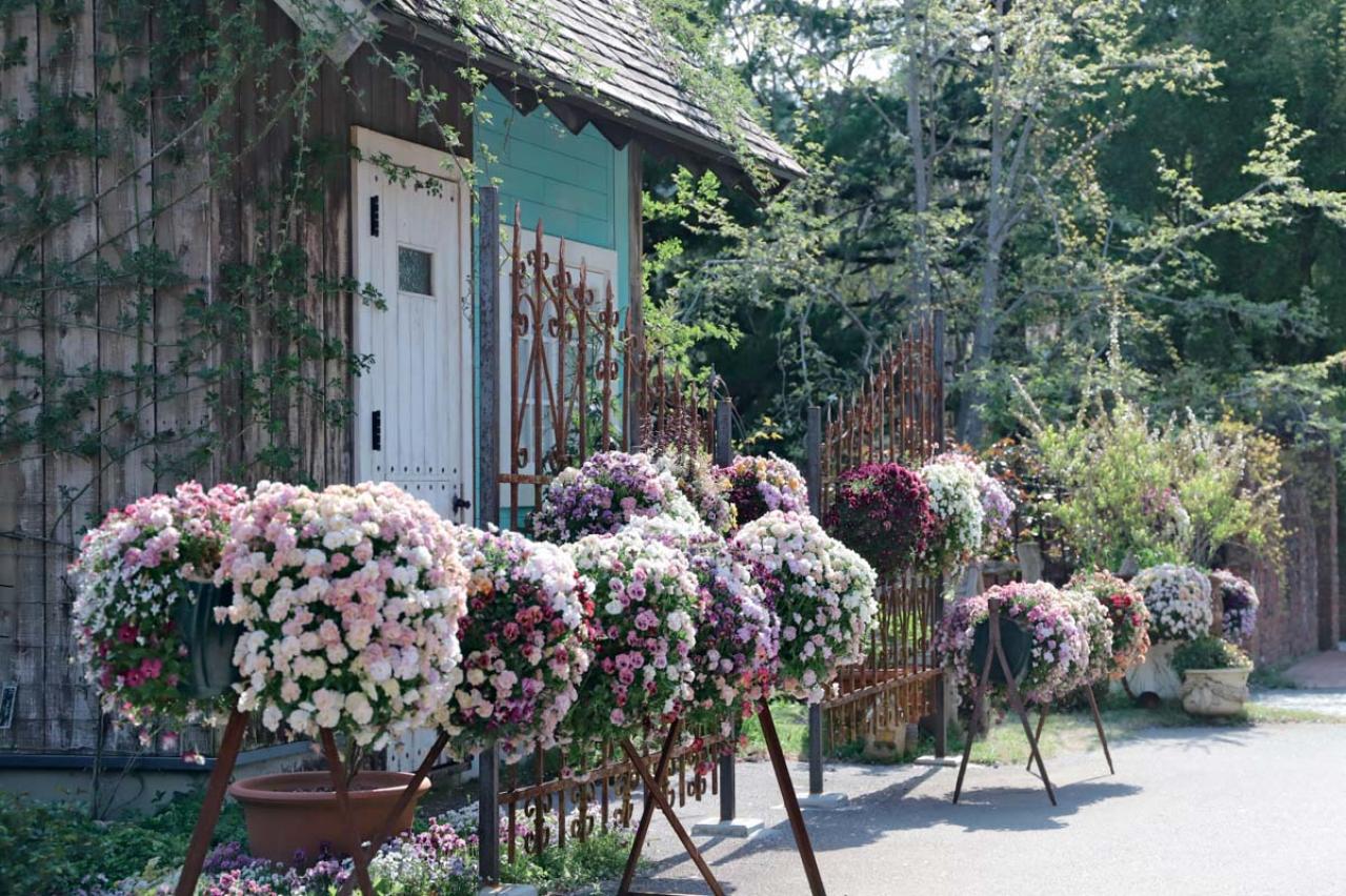 春の花旅【ローズガーデン】3選。咲き誇るバラを満喫できるプラン（画像12）